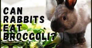 Can Rabbits Eat Broccoli