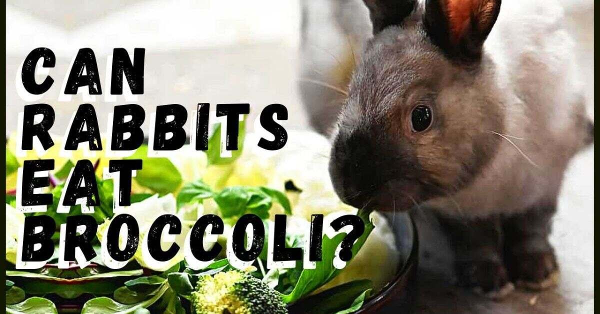Can Rabbits Eat Broccoli