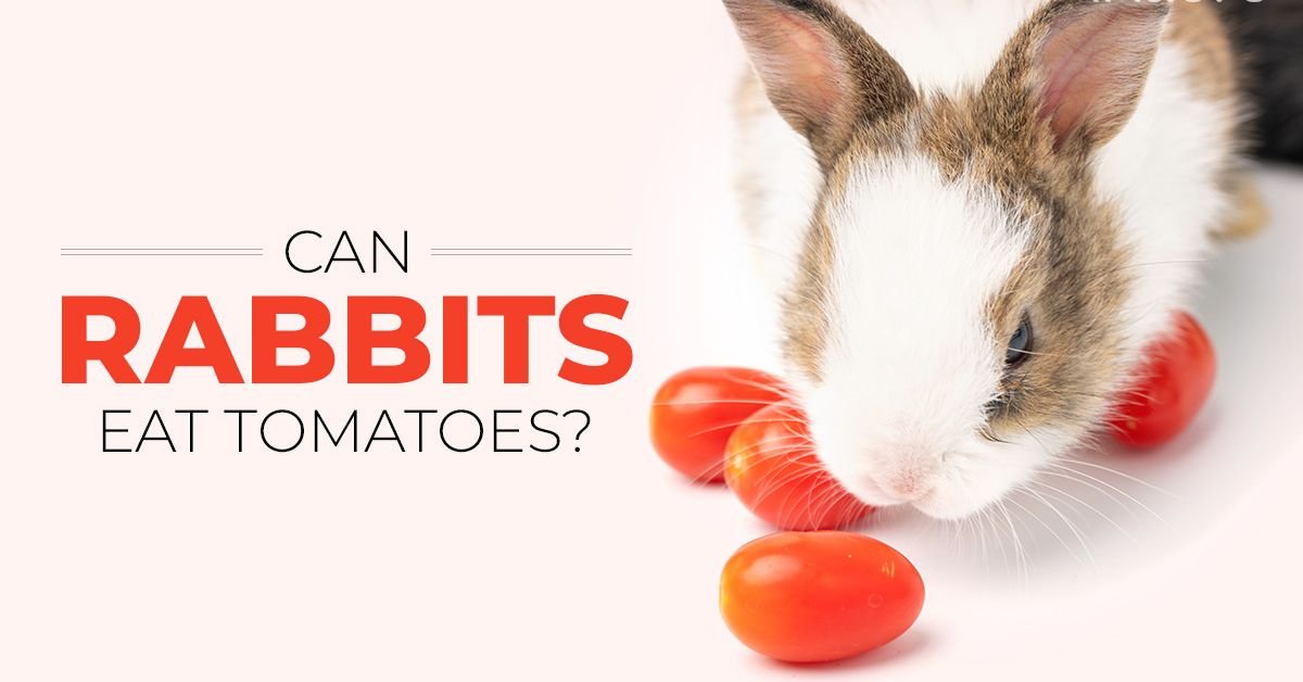 Can Rabbits Eat Tomatoes