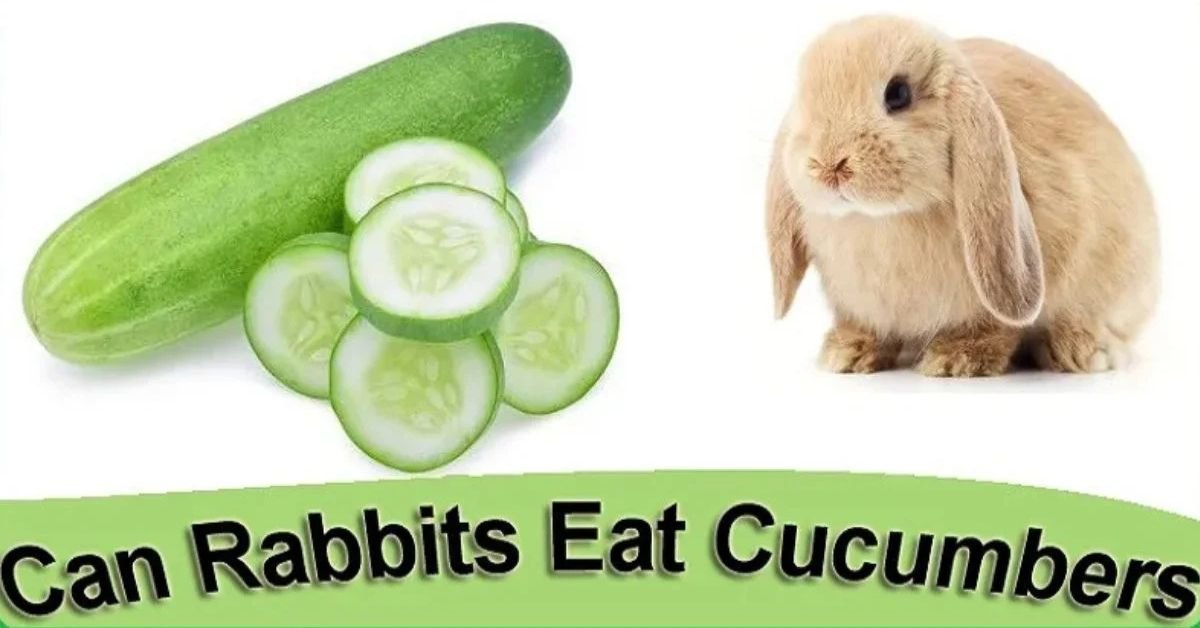 Can Rabbits Have Cucumbers