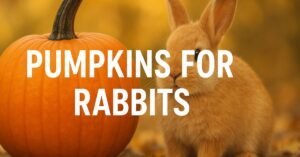 Pumpkins for Rabbits