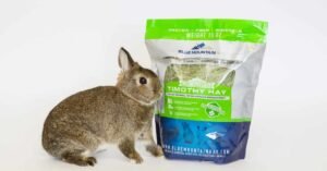 Timothy Rabbit Hay: Complete Care Guide
