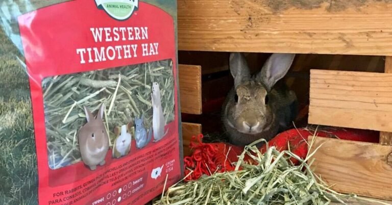 Timithy Hay Rabbit Timothy Rabbit Hay: Complete Care Guide