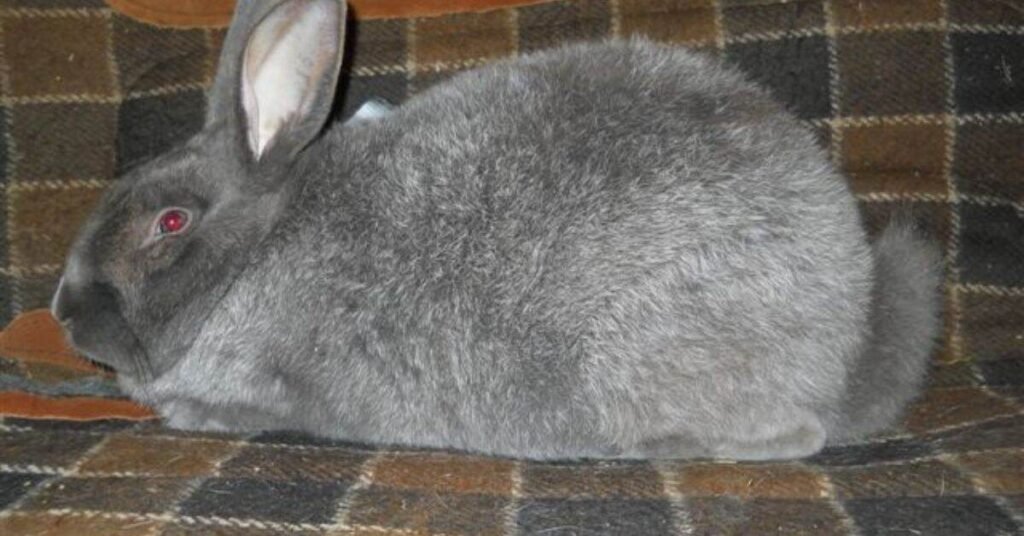 Silver Fox Rabbit