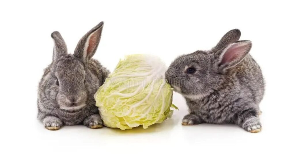 Can Rabbits Eat Cabbage