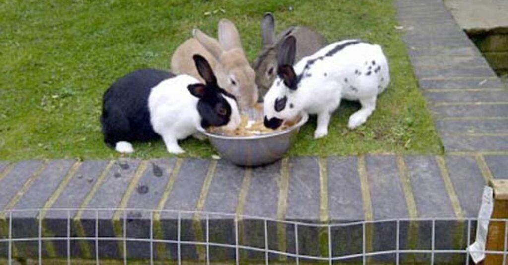 Can Rabbits Eat Cabbage
