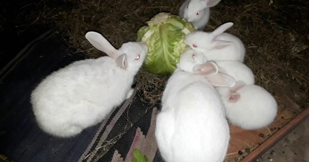 Can Rabbits Eat Cabbage