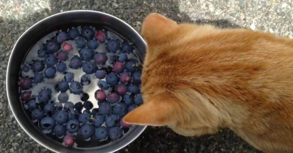 Can Rabbits Eat Blueberries