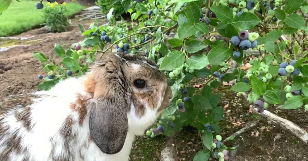 Can Rabbits Eat Blueberries