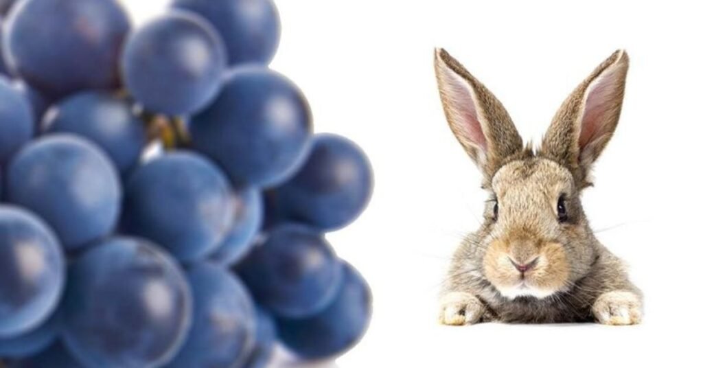 Can Rabbits Have Grapes
