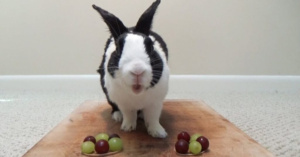 Can Rabbits Have Grapes