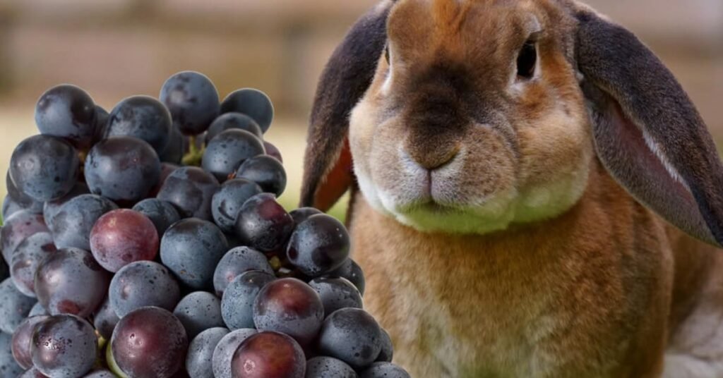 Can Rabbits Have Grapes