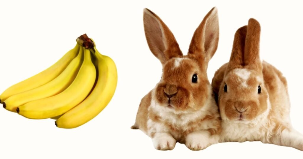 Can Rabbits Eat Bananas