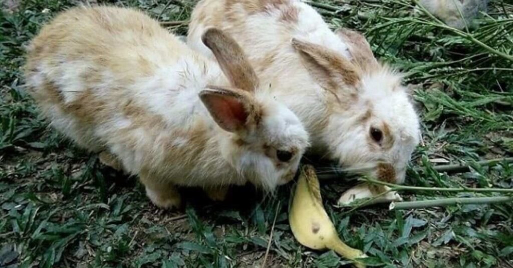 Can Rabbits Eat Bananas