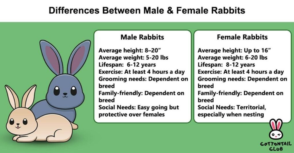 Can Rabbits Eat Bananas