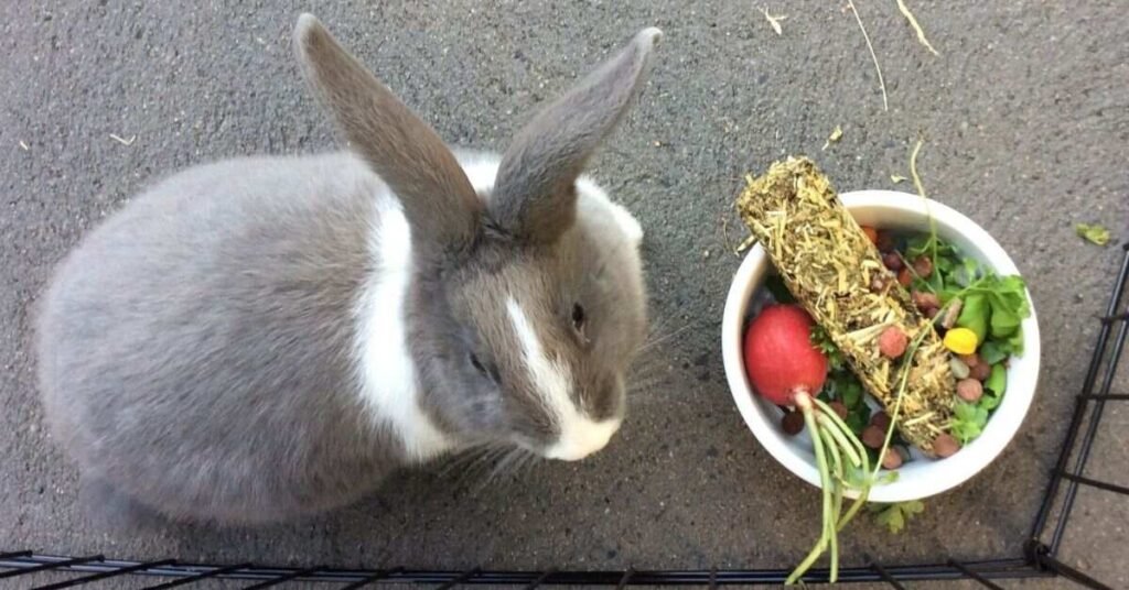 Can Rabbits Eat Bananas