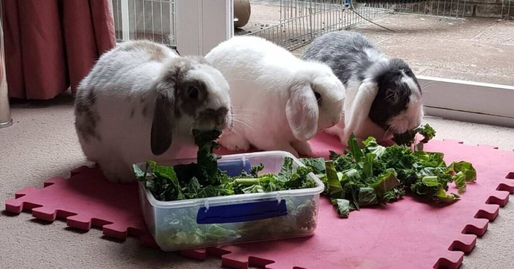 can rabbits eat broccoli