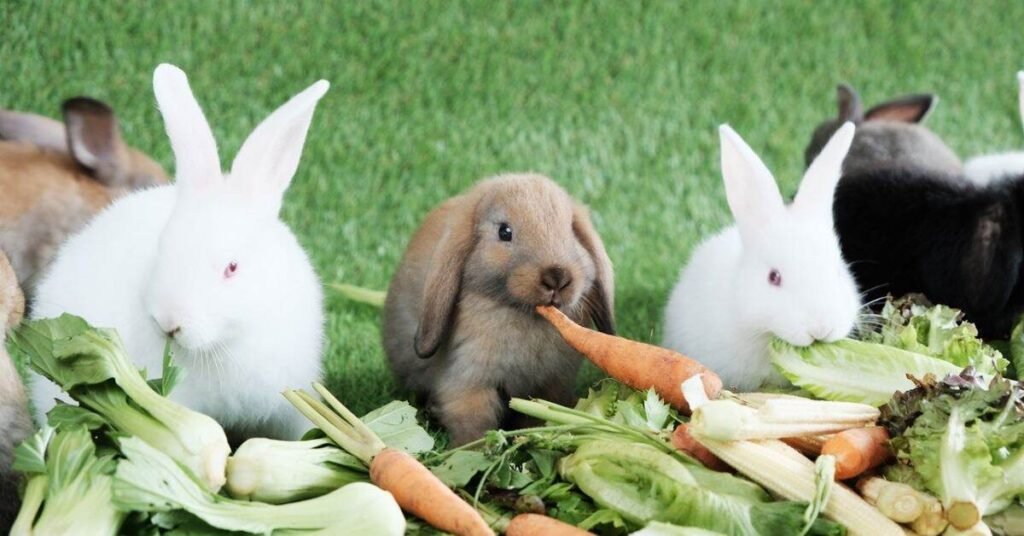 Rabbit Rabbit Food