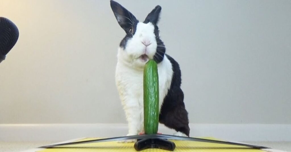 Can Rabbits Have Cucumbers