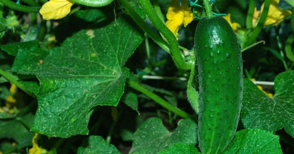 Can Rabbits Have Cucumbers