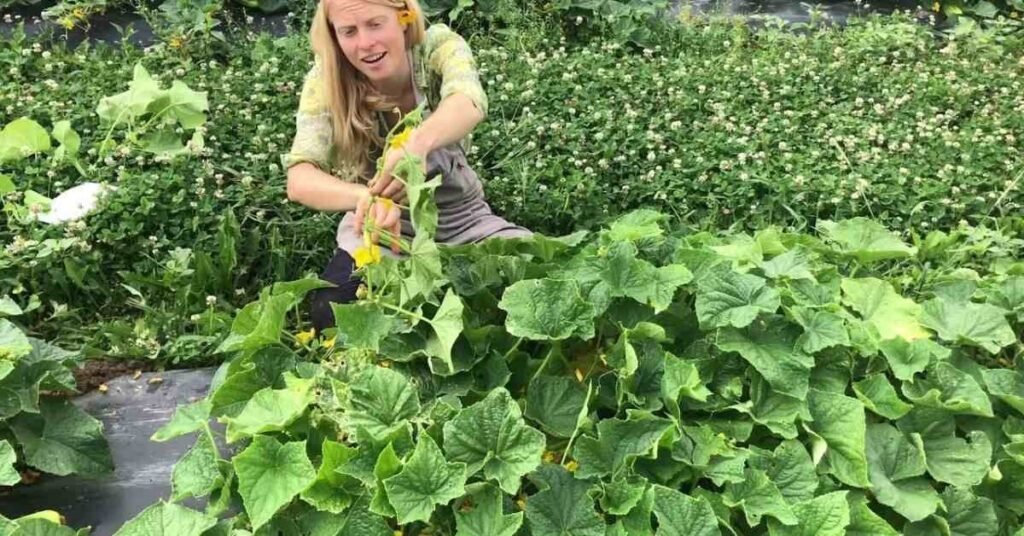 Can Rabbits Have Cucumbers