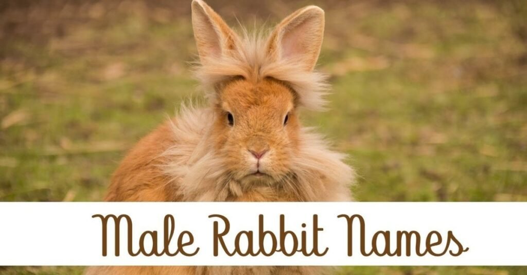 Cute Rabbit Names