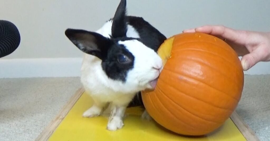 Pumpkins for Rabbits