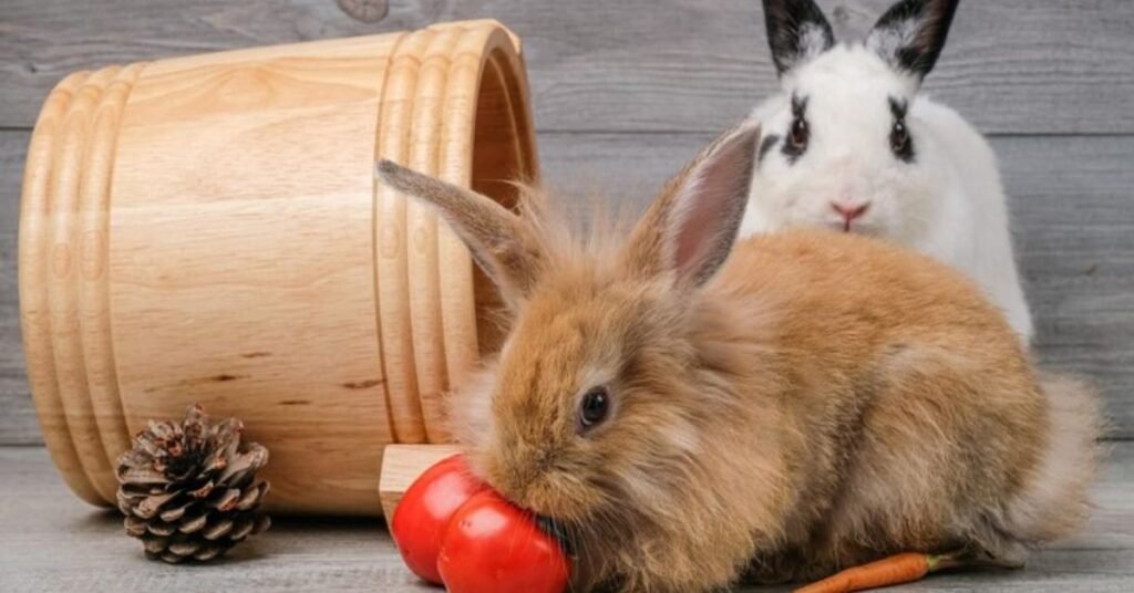 can rabbits eat tomatoes