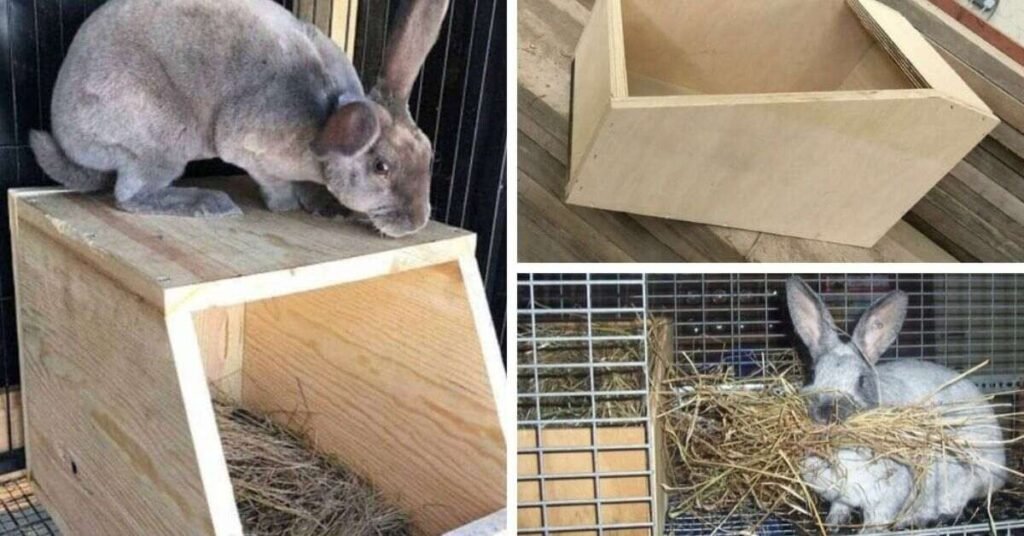 rabbit breeding nest box