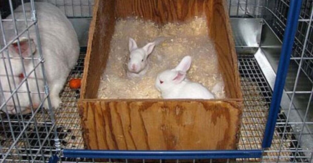 rabbit breeding nest box