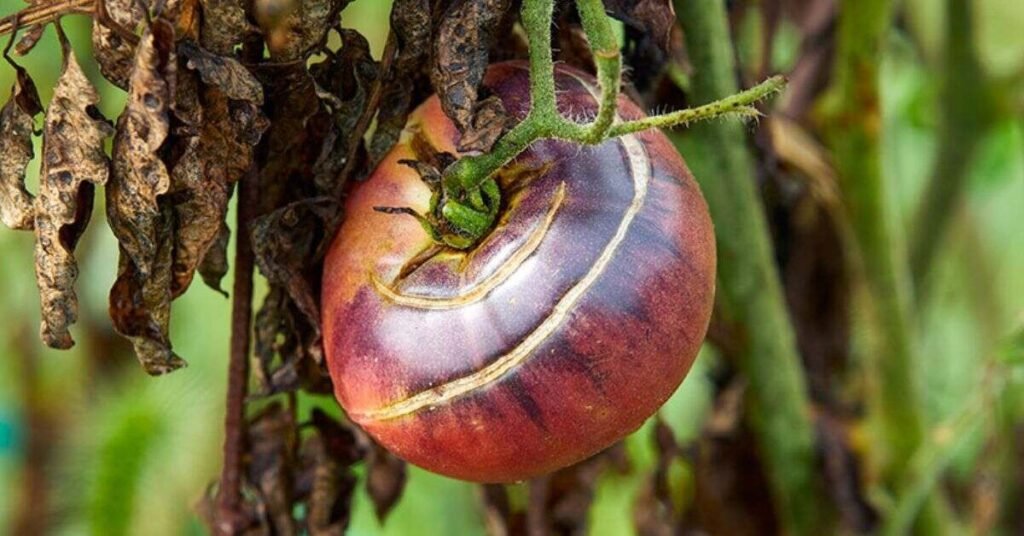 can rabbits eat tomatoes