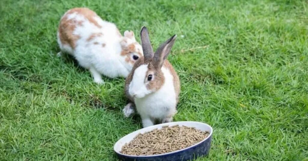 can rabbits eat tomatoes