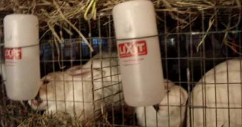 Do Rabbits Hibernate