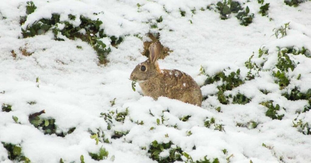 Do Rabbits Hibernate