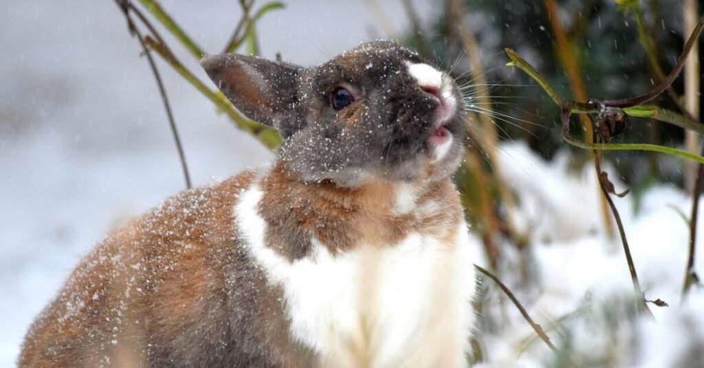 Do Rabbits Hibernate