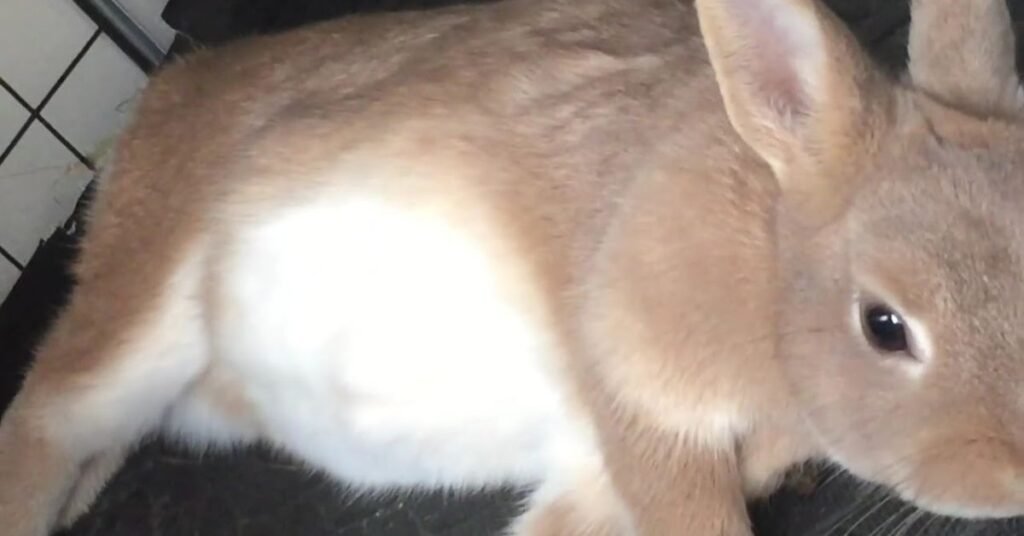 rabbit gestation period