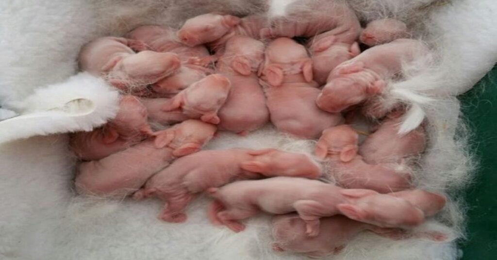 rabbit gestation period