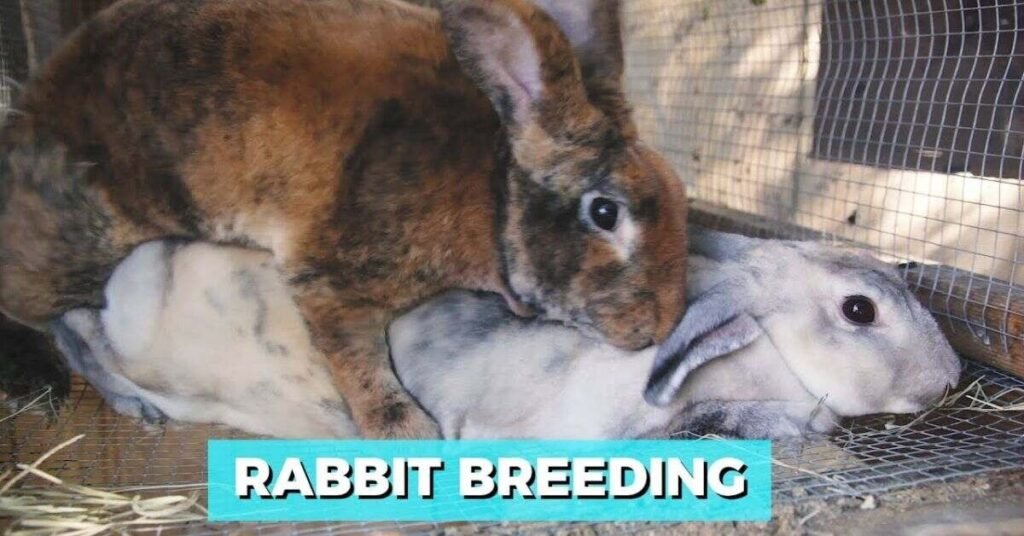 rabbit gestation period