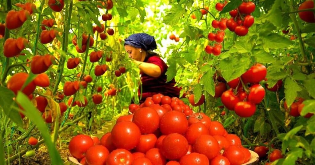 can rabbits eat tomatoes