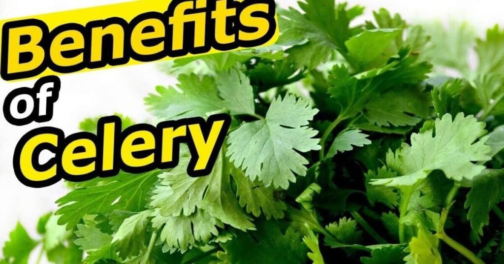 Should Rabbits Eat Celery