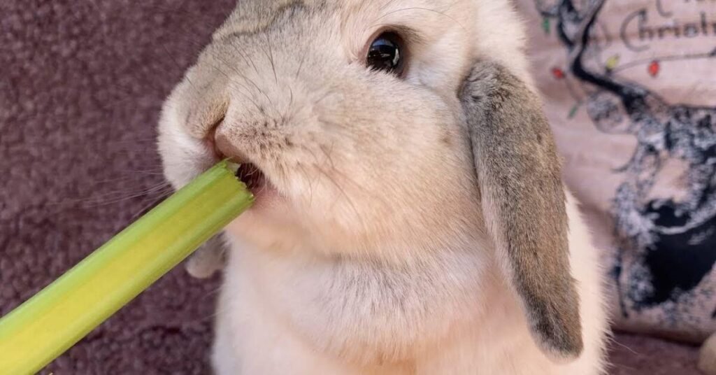 Should Rabbits Eat Celery