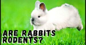 Are Rabbits Rodents