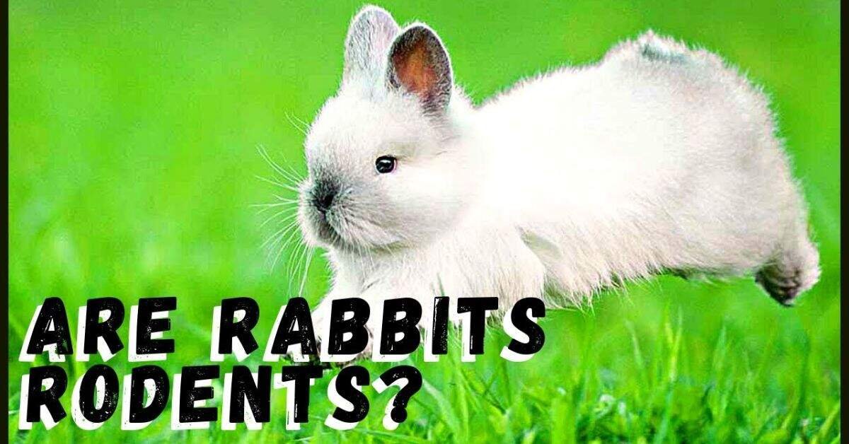 Are Rabbits Rodents