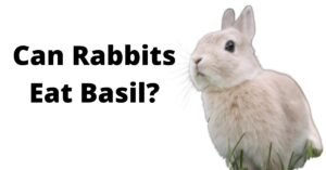 Can Rabbit Eat Basil
