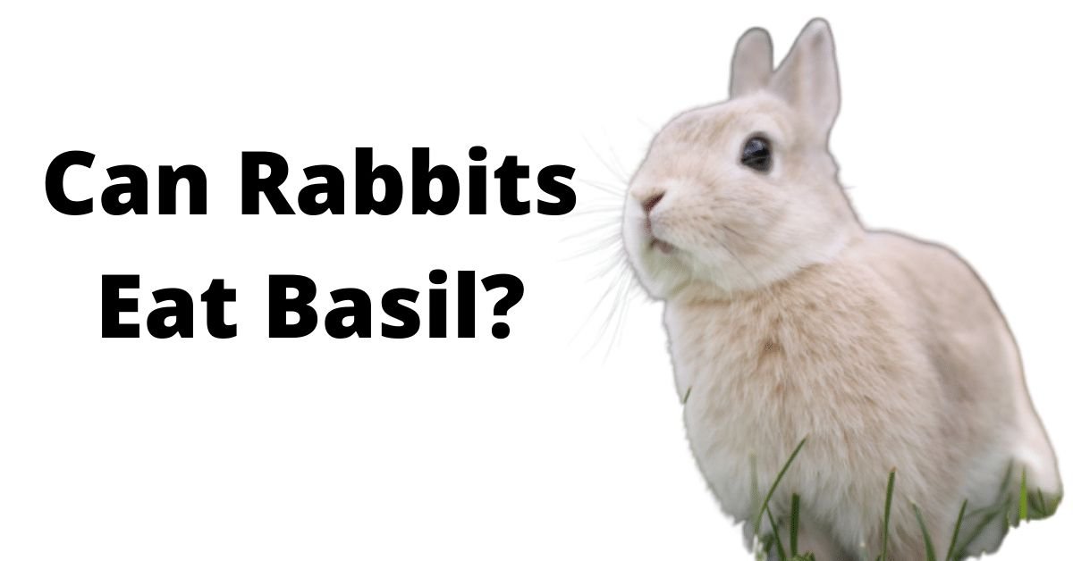 Can Rabbit Eat Basil