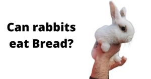 Can Rabbits Eat Bread