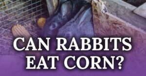 Can Rabbits Eat Corn