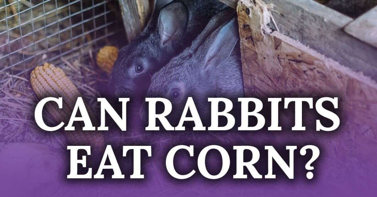 Can Rabbits Eat Corn