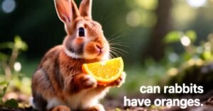 Can Rabbits Have Oranges