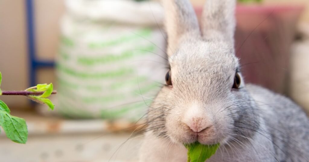 Can Rabbit Eat Basil 